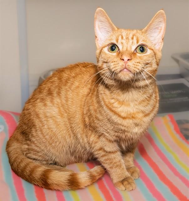 BAYLOR, Adoptable, Young Female Domestic Short Hair & Domestic Short Hair.