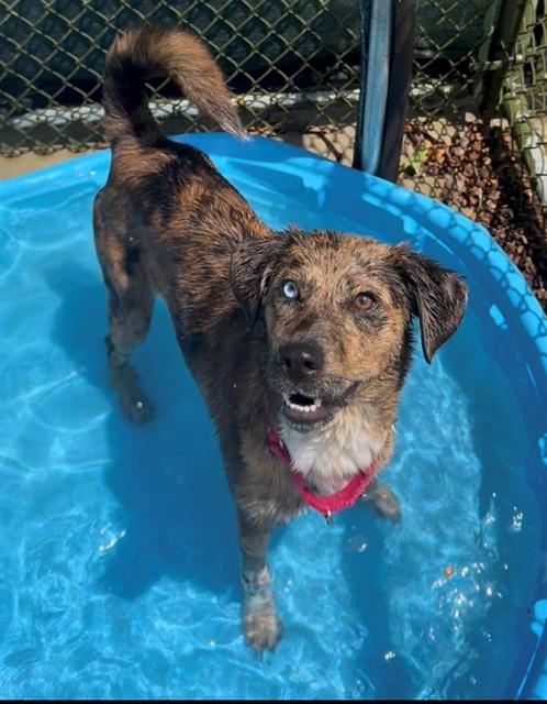 BEA, Adoptable, Young Female Catahoula Leopard Dog & Beagle.
