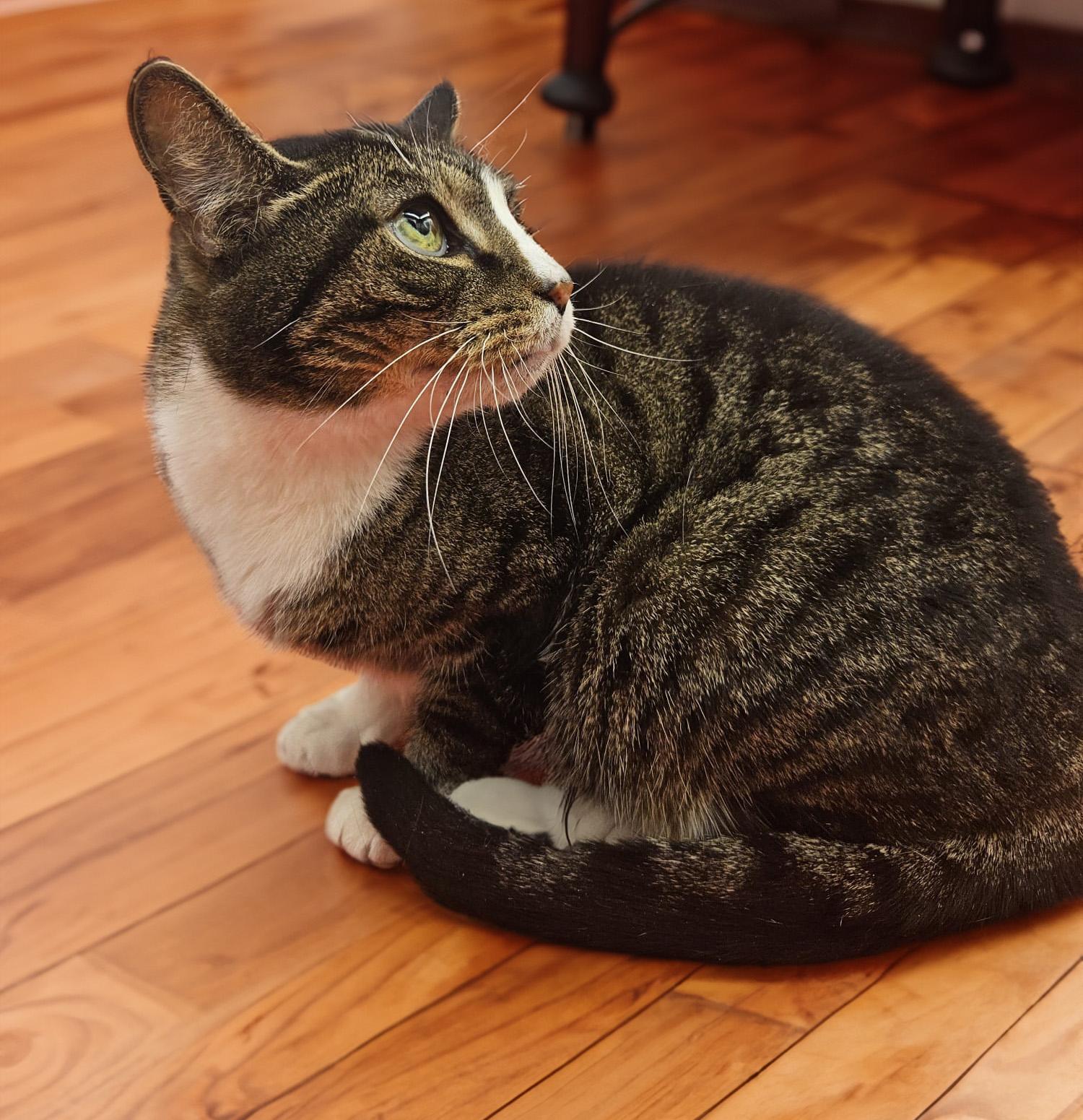 Kayla the kind hearted cutie!, a Adoptable Domestic Short Hair in Enfield, CT image 6/6