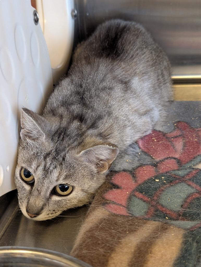 Enlarge Ash, a Adoptable mixed breed in Havre, MT image 1/1