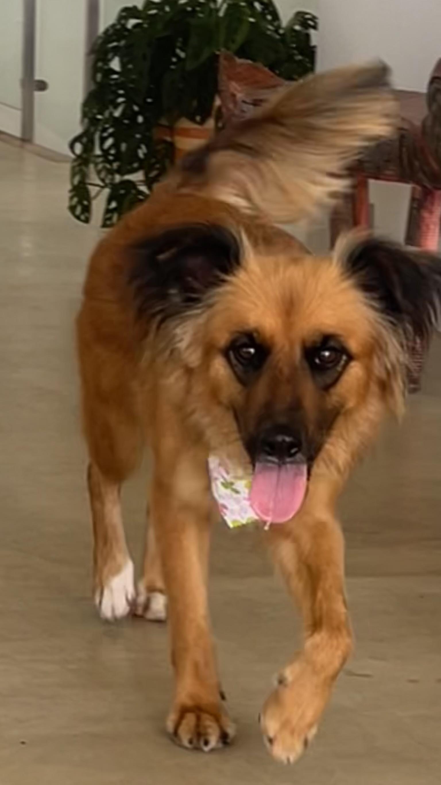 Enlarge Bandit, an adopted mixed breed in Seattle, WA image 3/6