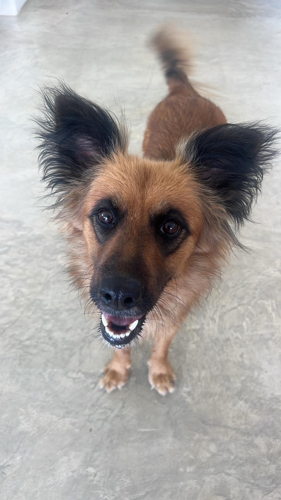 Enlarge Bandit, an adopted mixed breed in Seattle, WA image 2/6