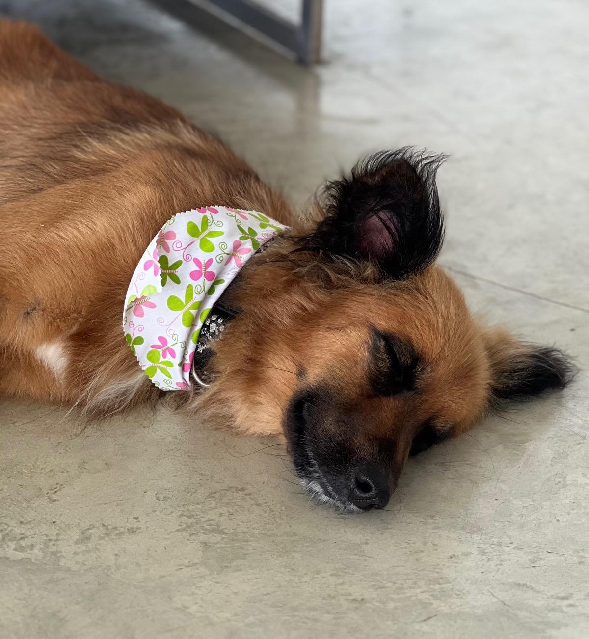 Enlarge Bandit, an adopted mixed breed in Seattle, WA image 6/6