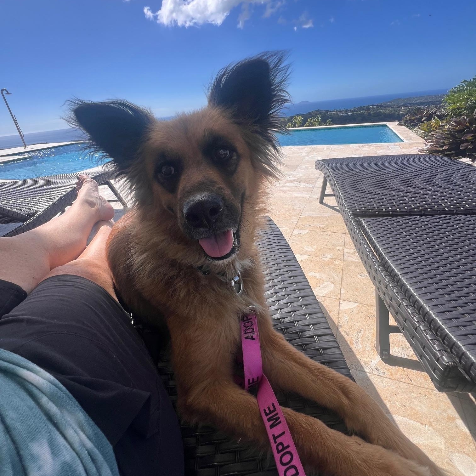 Enlarge Bandit, an adopted mixed breed in Seattle, WA image 5/6