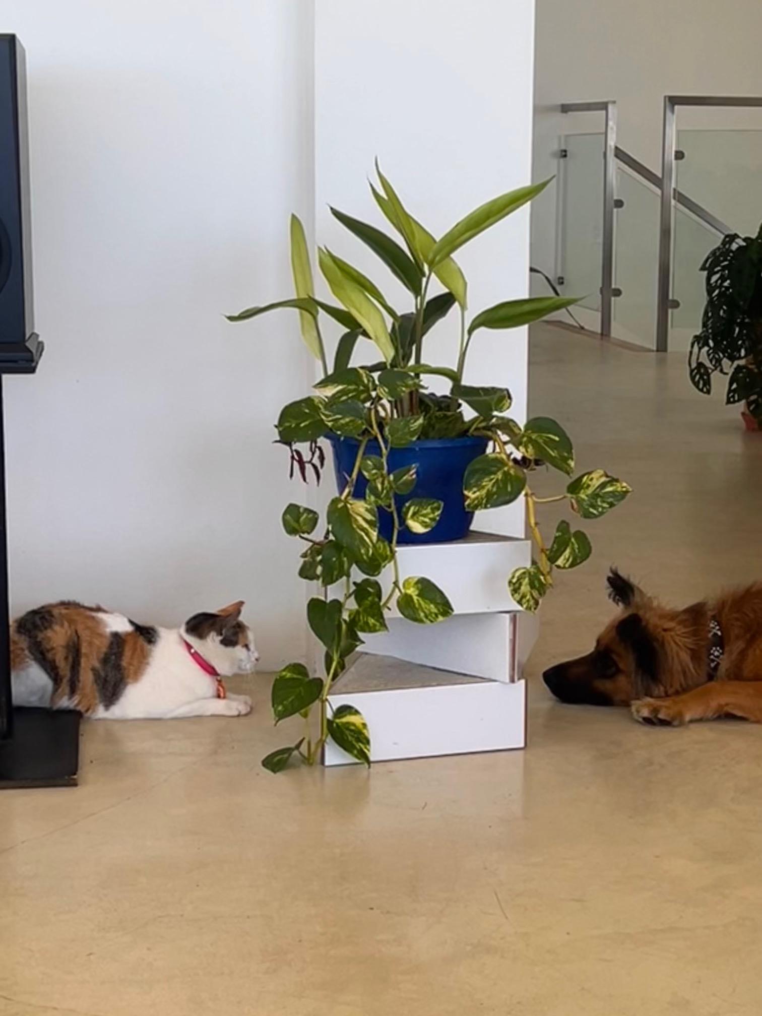 Enlarge Bandit, an adopted mixed breed in Seattle, WA image 4/6