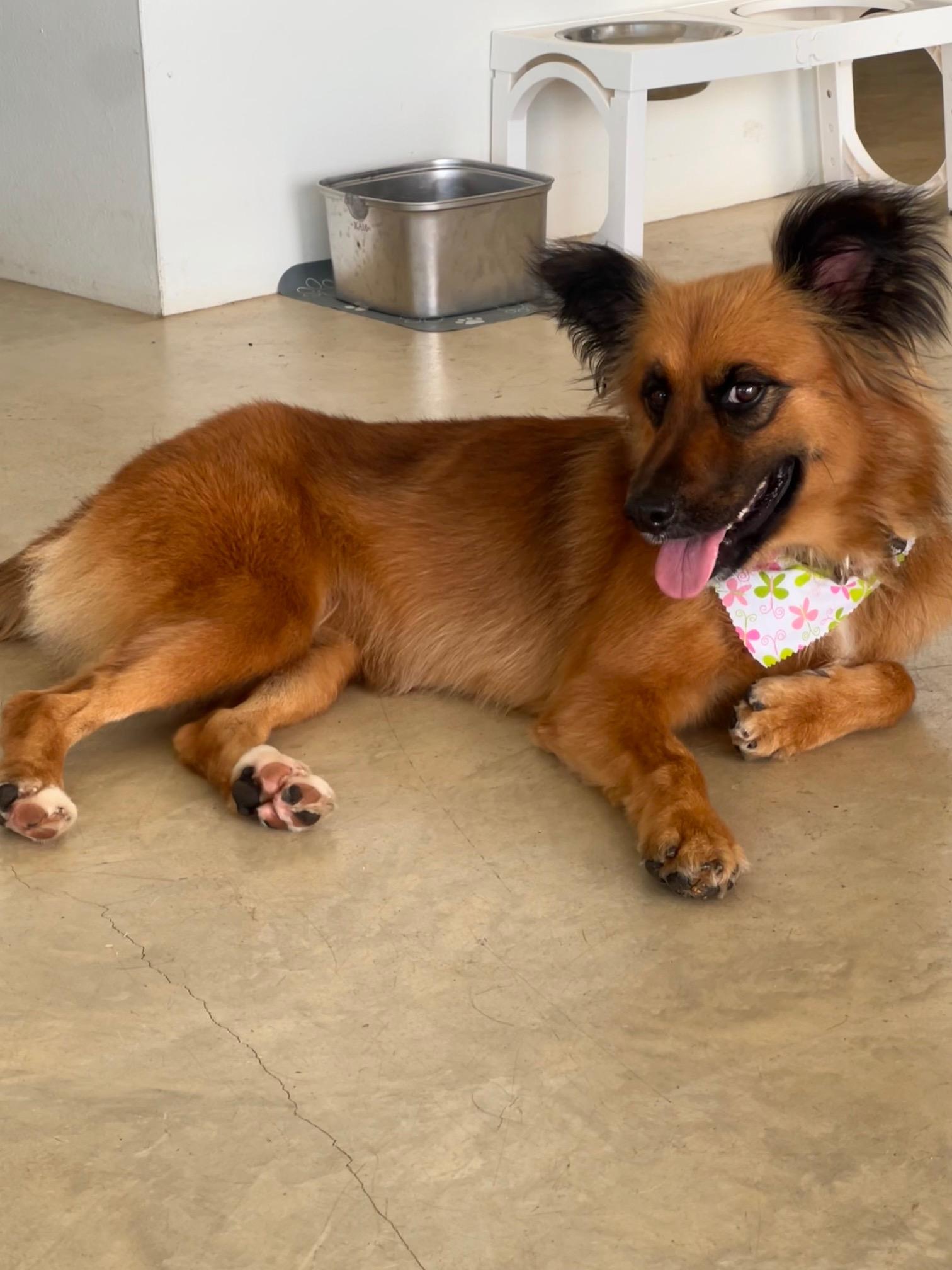 Bandit, adopted, Adult Female Shepherd.