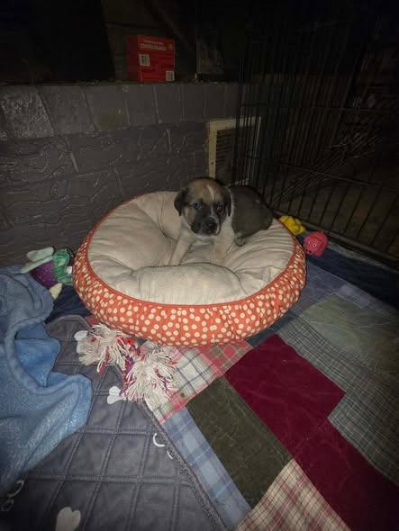 TayTay, ADOPTABLE, Puppy Female Labrador Retriever & Chiweenie.