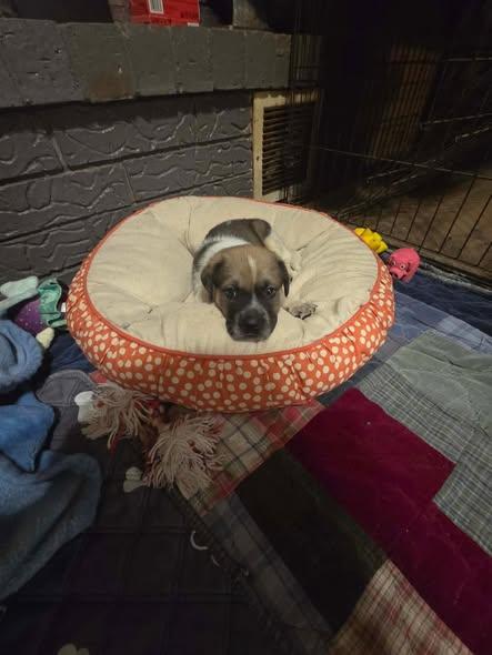 Enlarge TayTay, a ADOPTABLE mixed breed in Wichita Falls, TX image 3/3