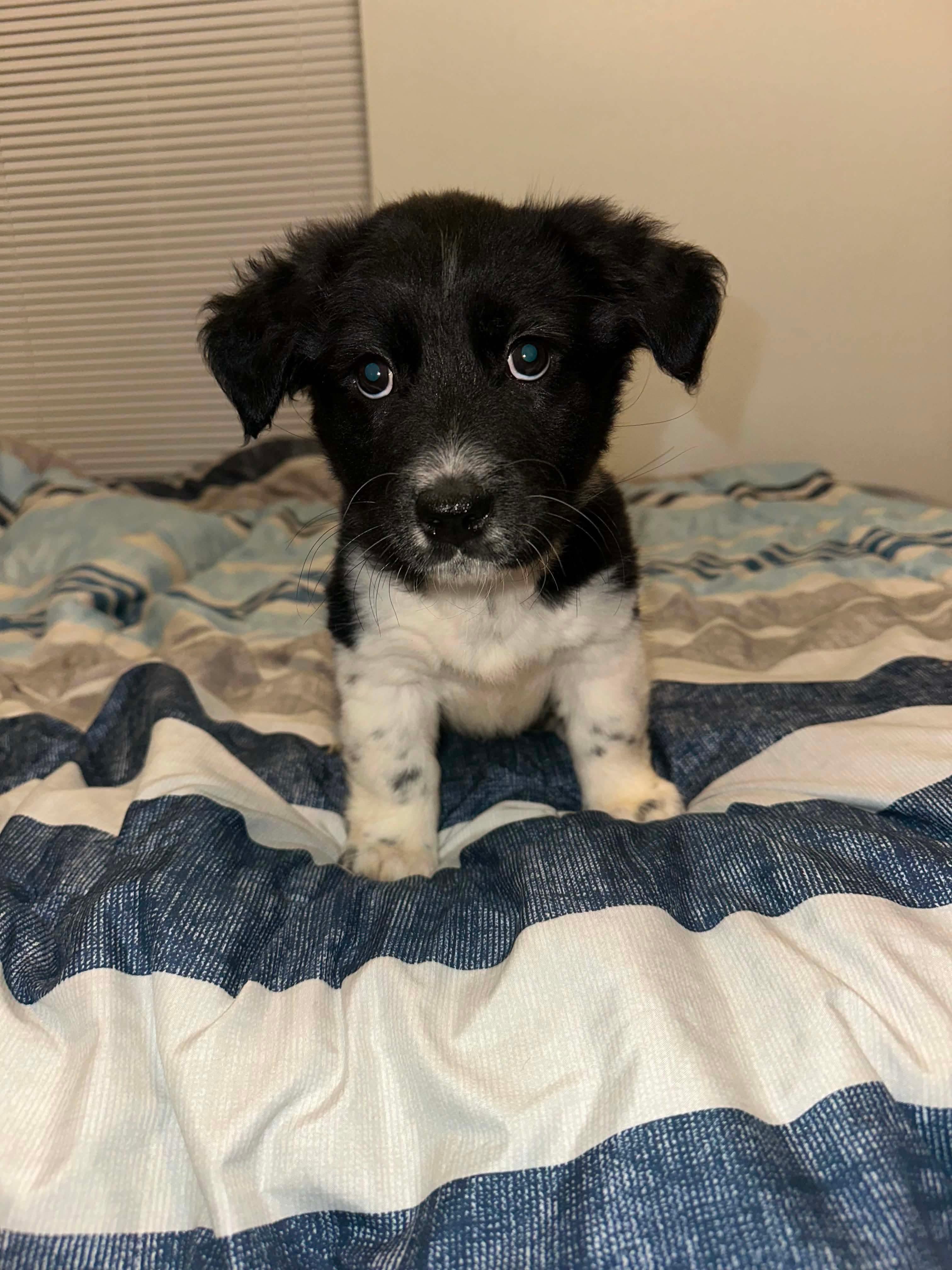 TayTay, ADOPTABLE, Puppy Female Labrador Retriever & Chiweenie.