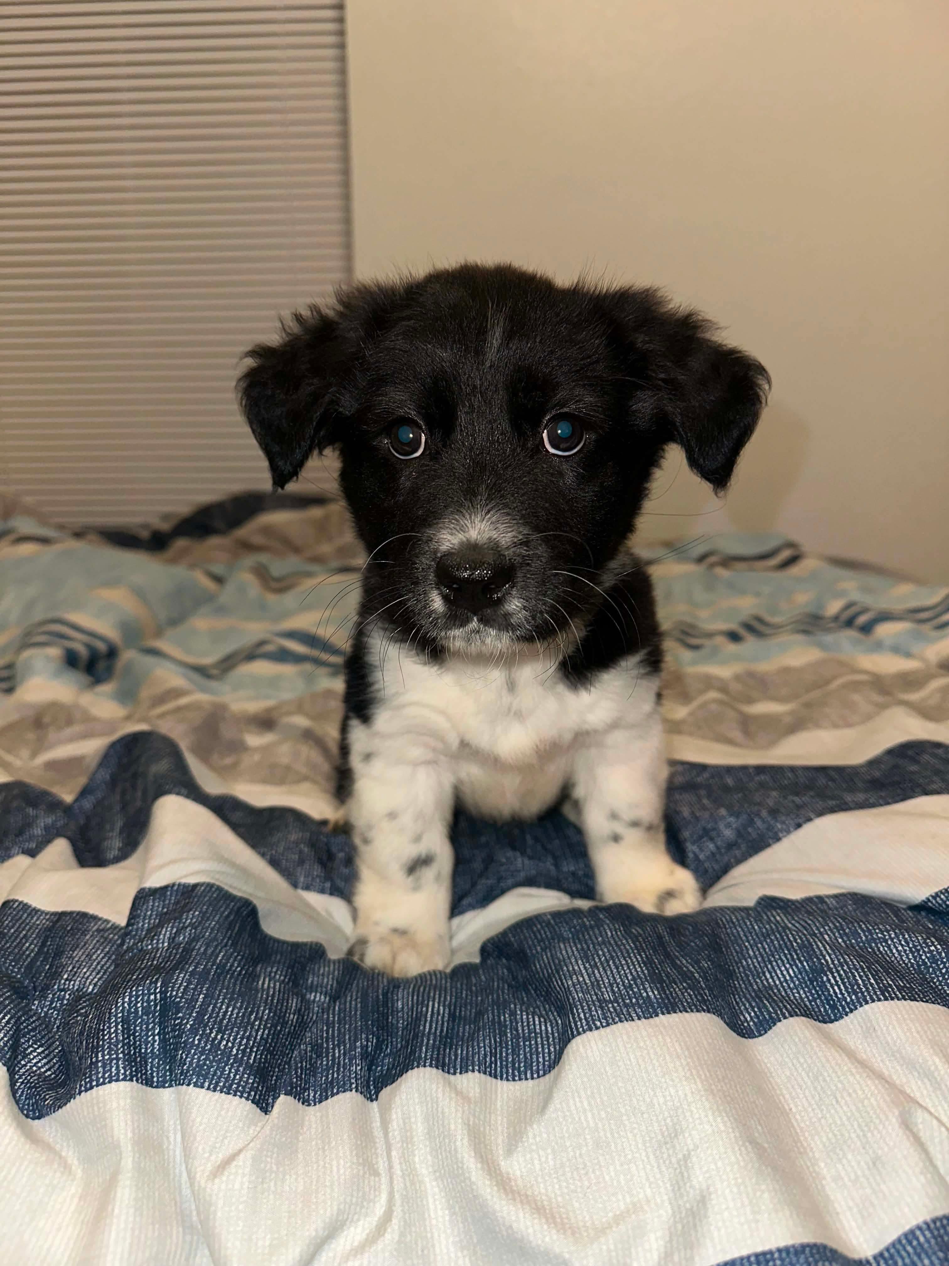 Enlarge TayTay, a ADOPTABLE mixed breed in Wichita Falls, TX image 2/3