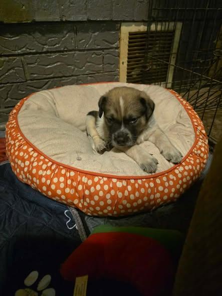 Enlarge TayTay, a ADOPTABLE mixed breed in Wichita Falls, TX image 2/3