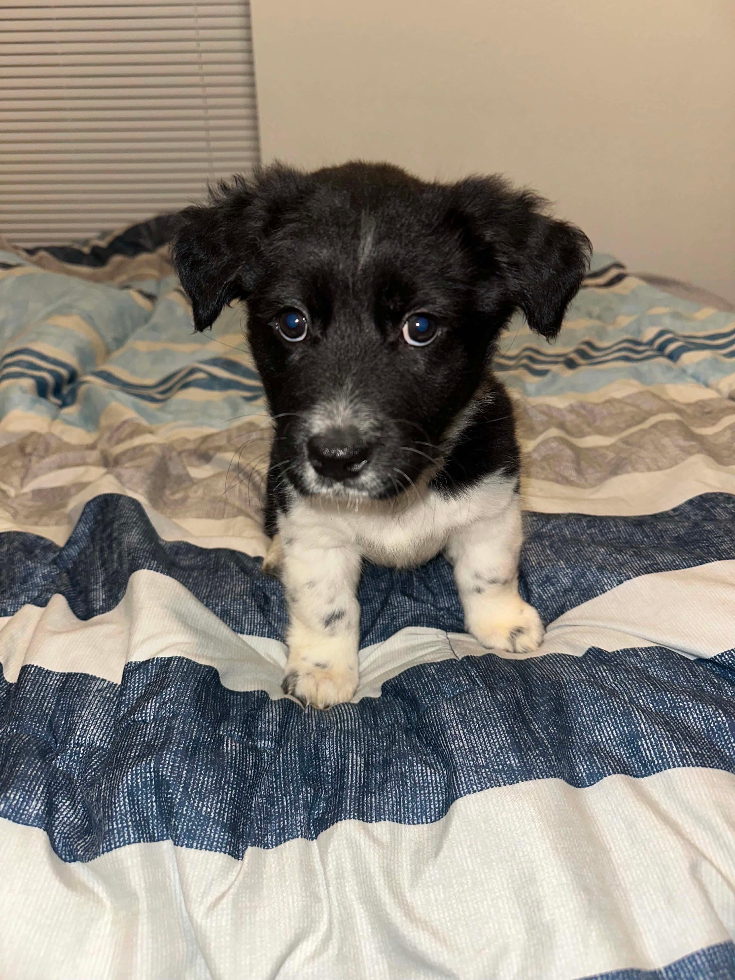 Enlarge TayTay, a ADOPTABLE mixed breed in Wichita Falls, TX image 3/3