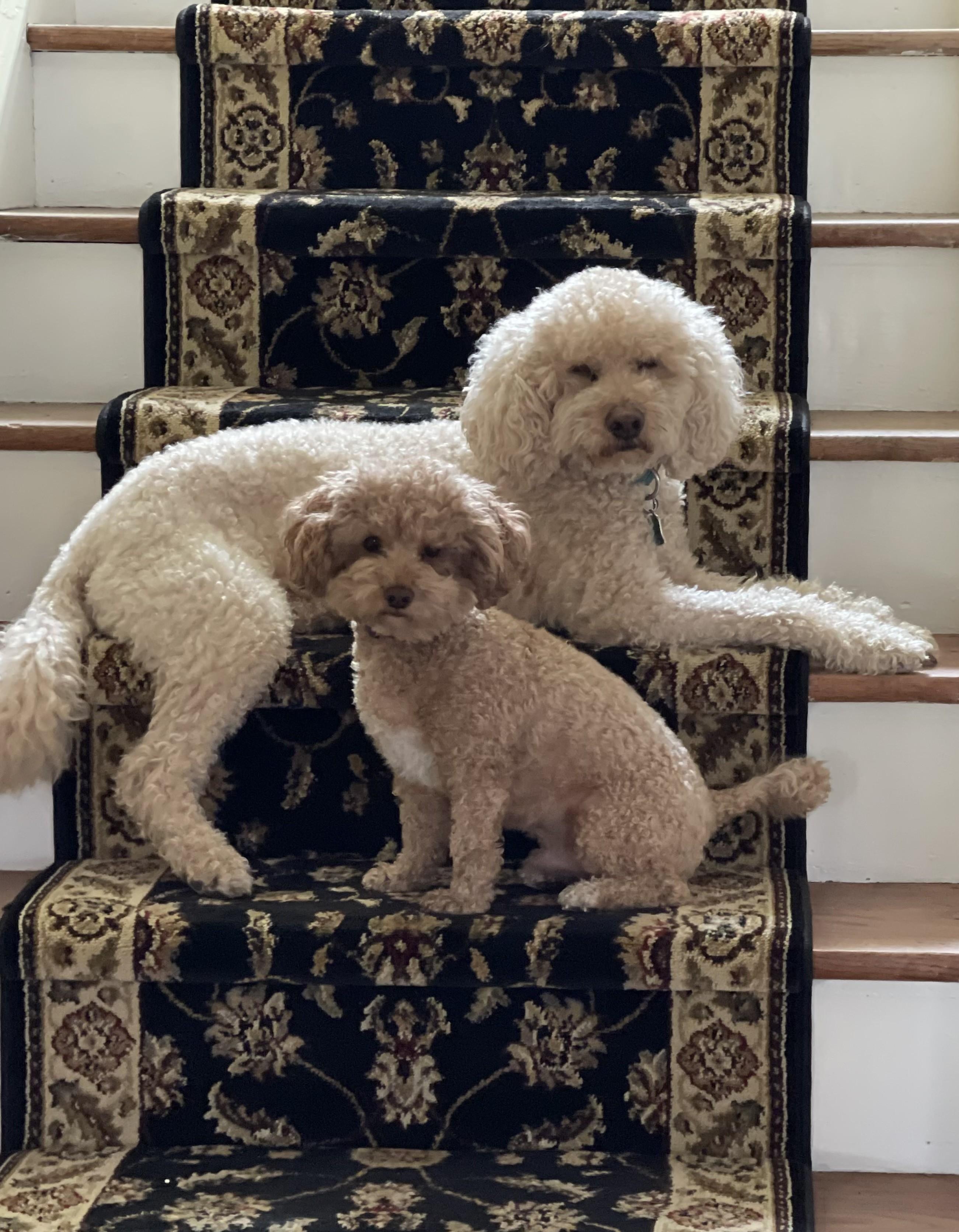 Murphy & Mocha, a ADOPTABLE mixed breed in Abington, PA image 1/2
