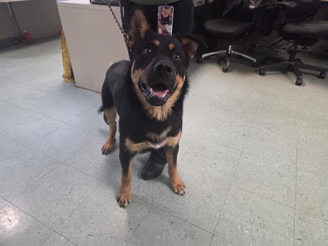 OFENBACH, Adoptable, Young Male Rottweiler.