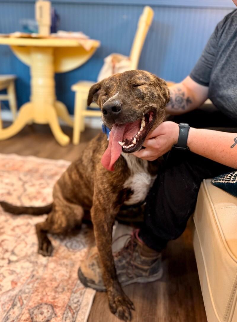 Enlarge Scrappy Doo your cats BFF, a Adoptable mixed breed in Chester, VA image 5/6
