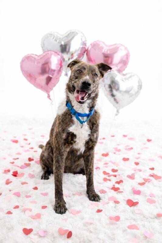 Scrappy Doo your cats BFF, Adoptable, Adult Male Pit Bull Terrier & Plott Hound.