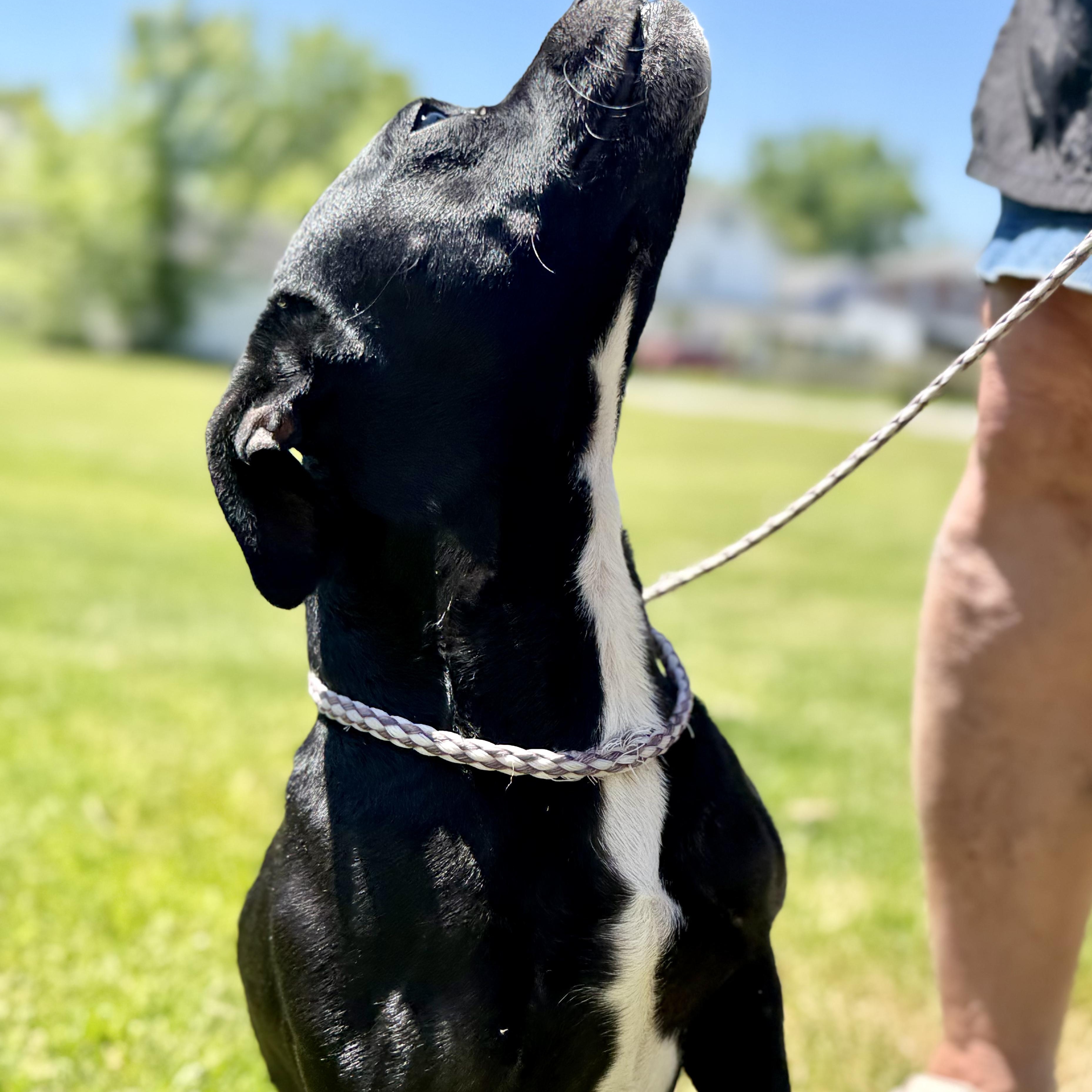 REX, a Adoptable Mixed Breed in Ashland, OH image 3/6