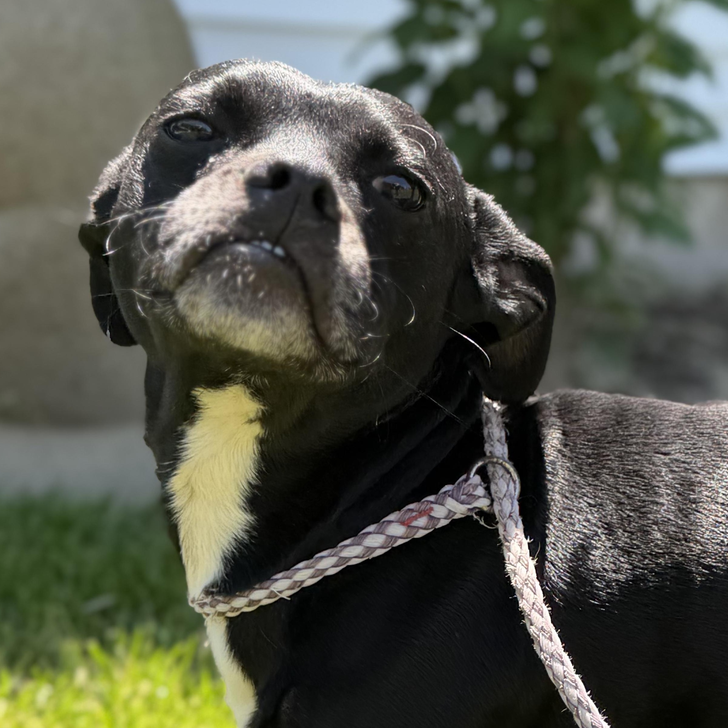 REX, a Adoptable Mixed Breed in Ashland, OH image 1/6