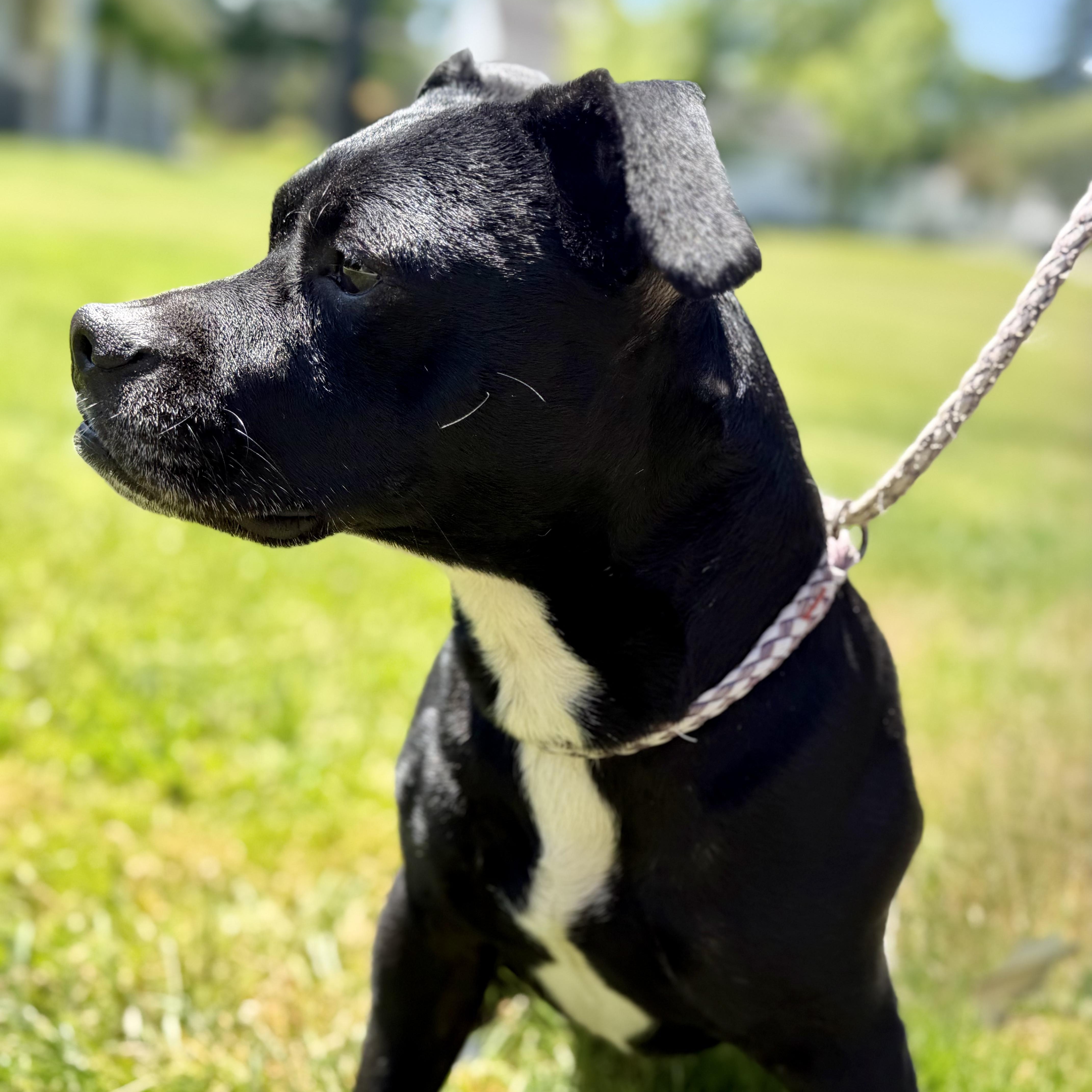 REX, a Adoptable Mixed Breed in Ashland, OH image 6/6
