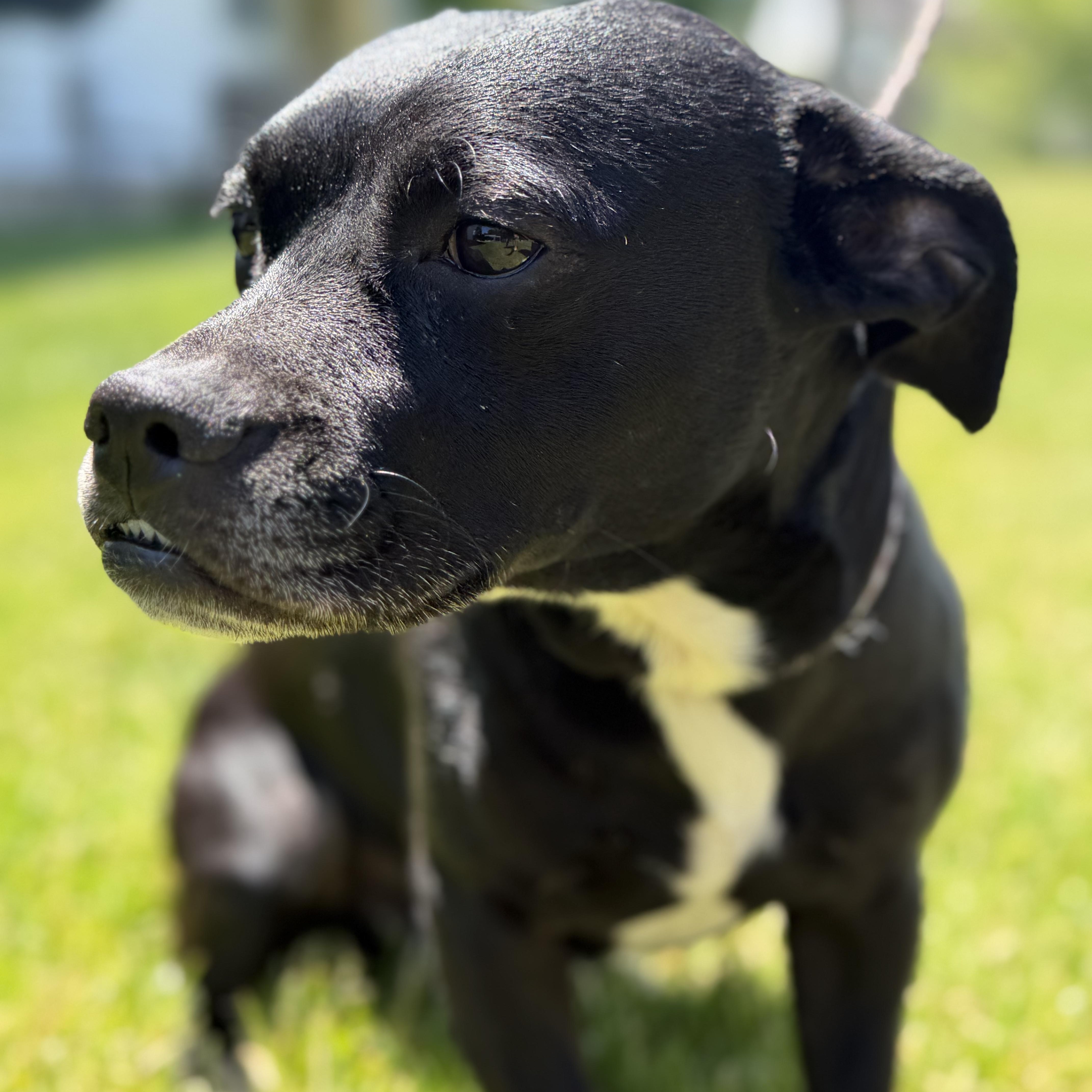 REX, a Adoptable Mixed Breed in Ashland, OH image 4/6