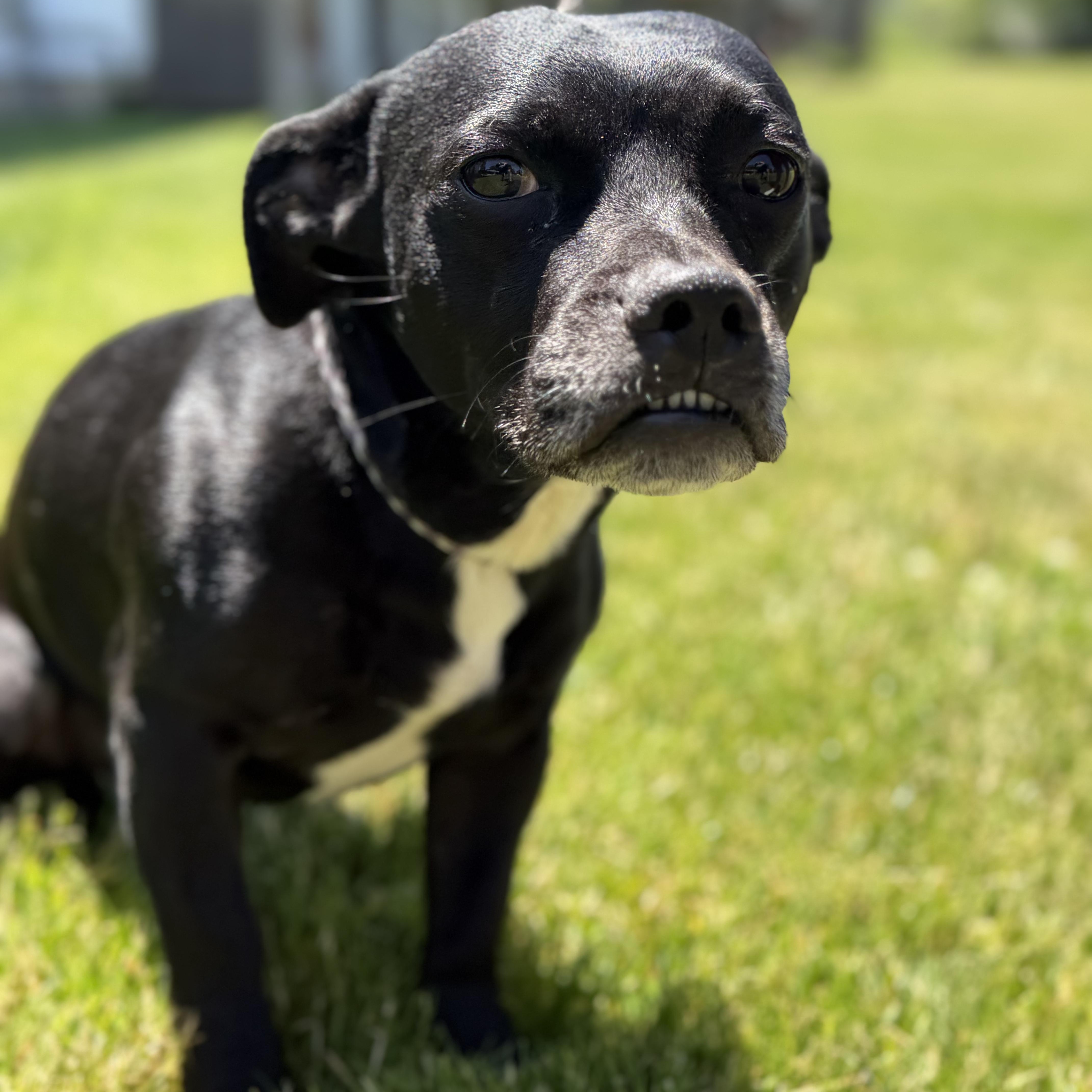 REX, a Adoptable Mixed Breed in Ashland, OH image 2/6