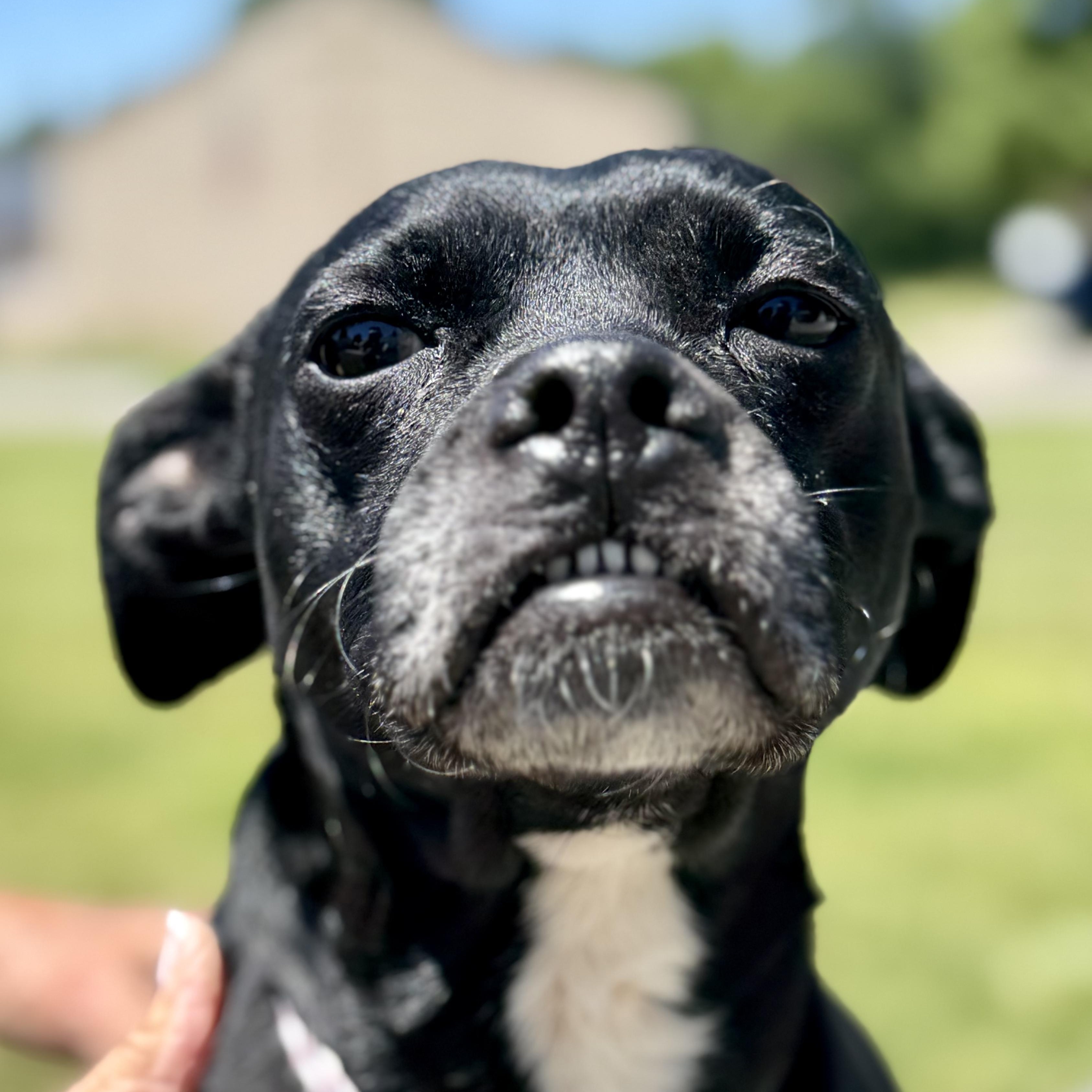 REX, a Adoptable Mixed Breed in Ashland, OH image 5/6