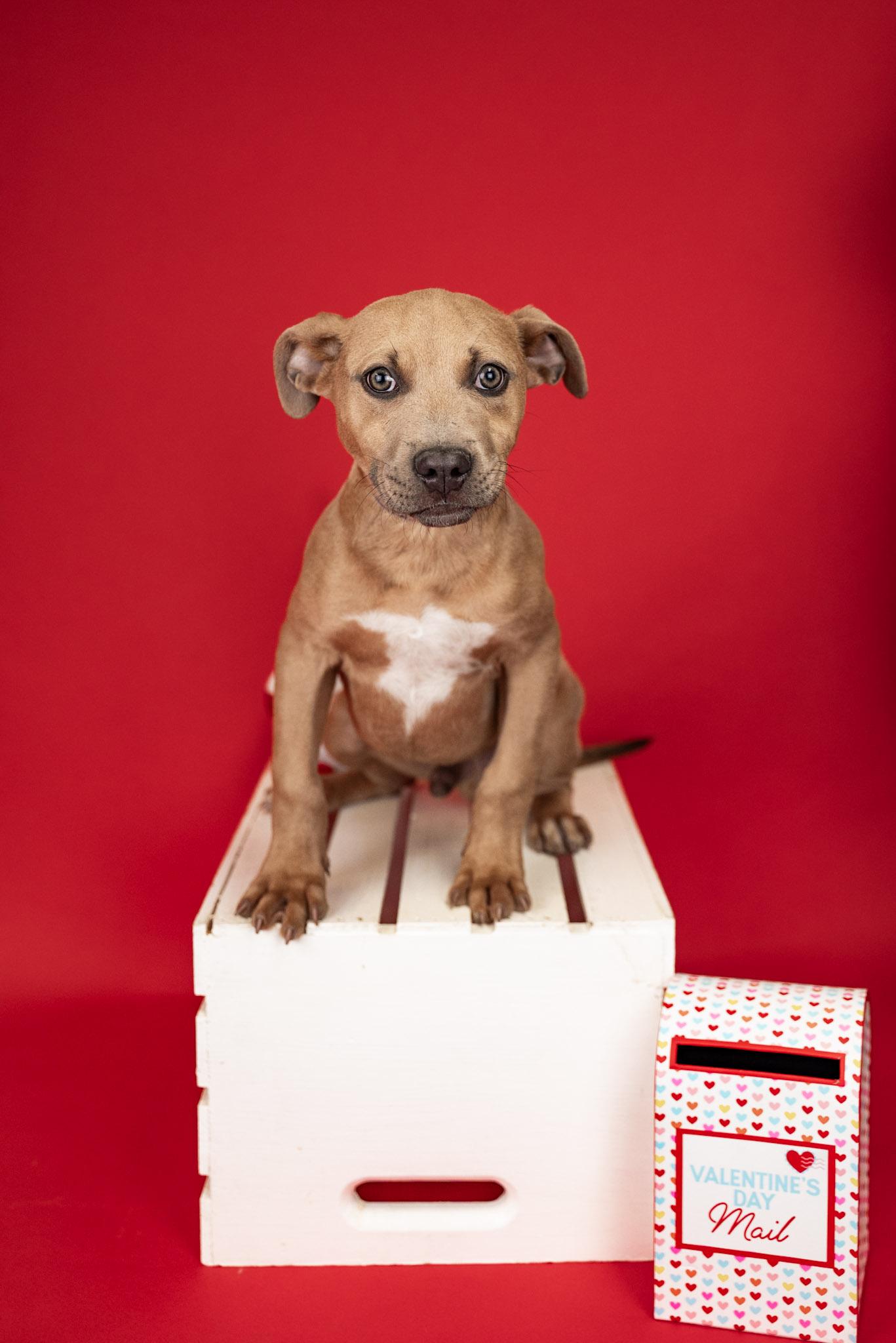 Enlarge 23-26, a ADOPTABLE mixed breed in Brighton, CO image 1/1