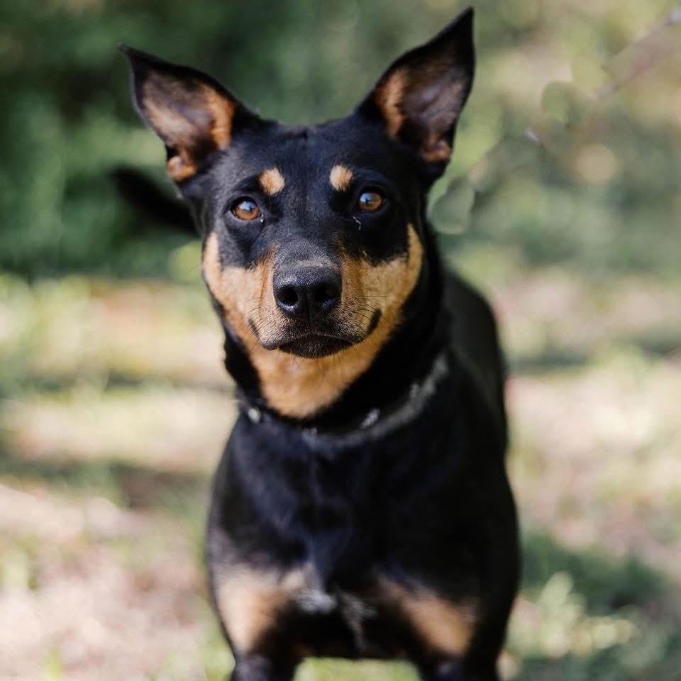 Enlarge Wynona, a Adoptable Mixed Breed in Knoxville, TN image 1/1