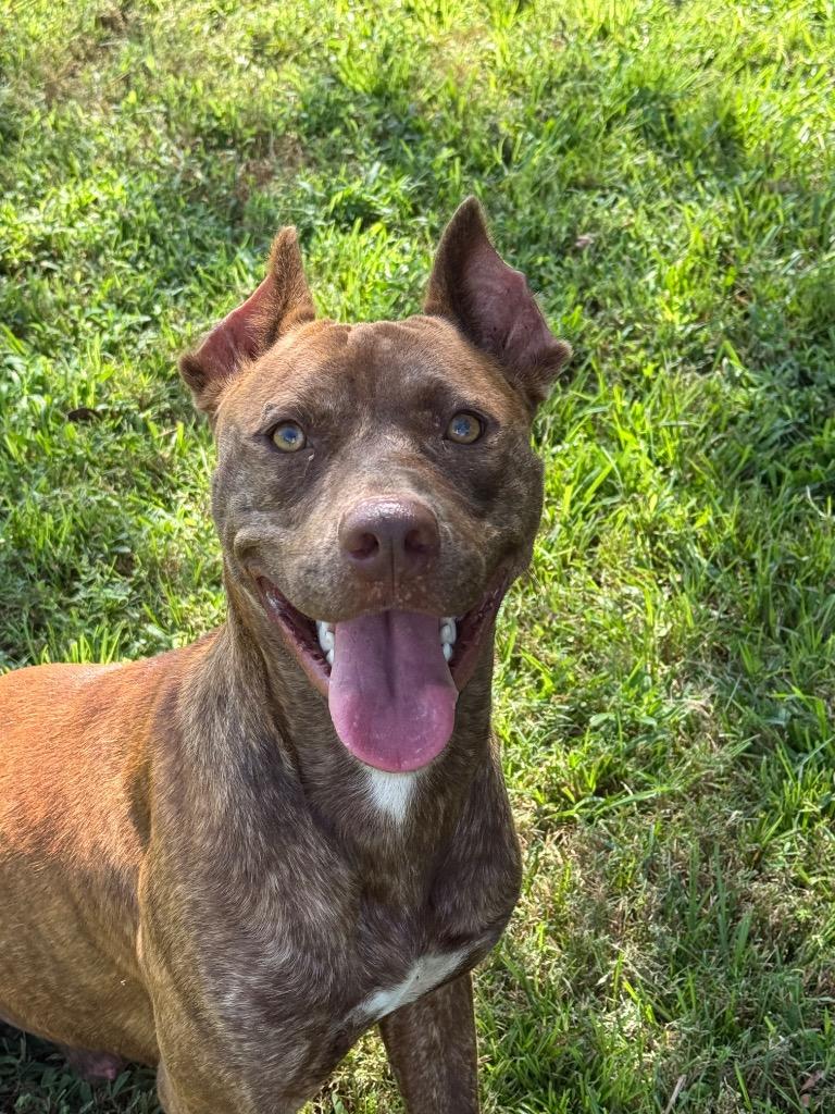 Enlarge Max, a Adoptable mixed breed in Metter, GA image 1/1