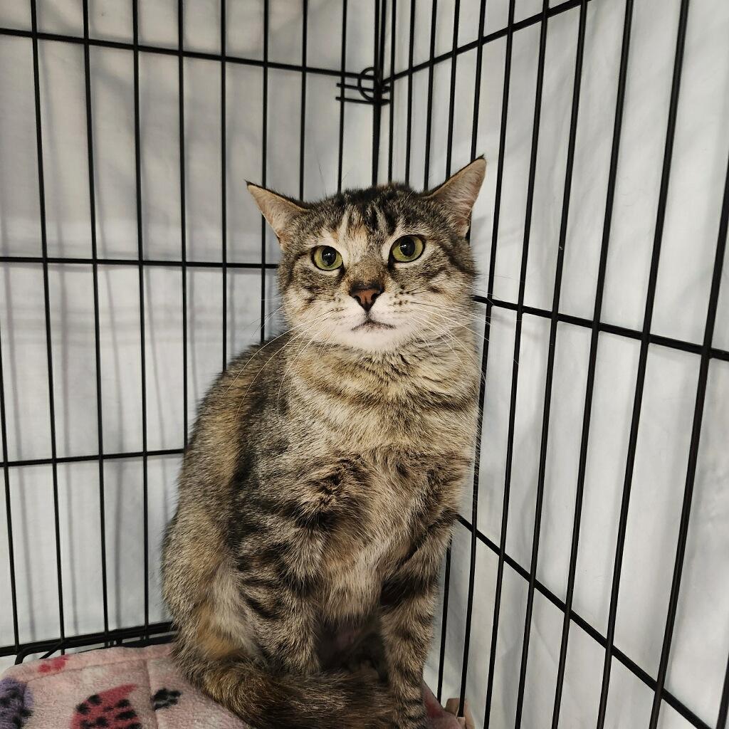 Enlarge Indiana , a ADOPTABLE Domestic Short Hair in Highland, IN image 1/2