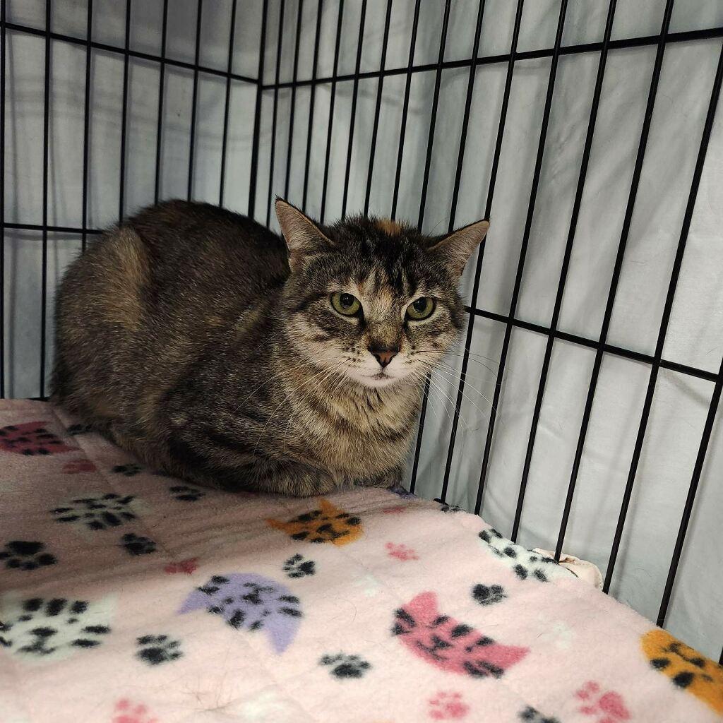 Enlarge Indiana , a ADOPTABLE Domestic Short Hair in Highland, IN image 2/2