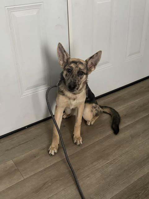 Enlarge Sunflower, a Adoptable mixed breed in Chino Valley, AZ image 1/2