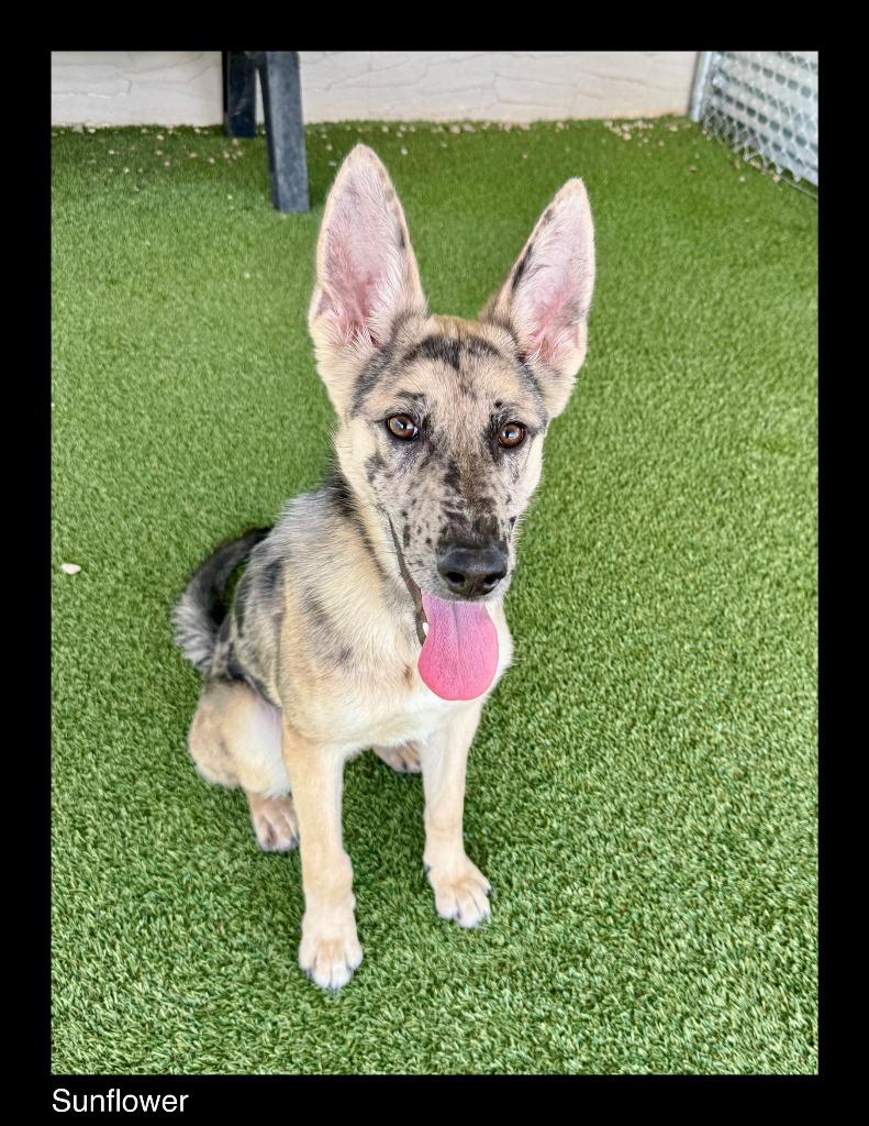 Enlarge Sunflower, a Adoptable mixed breed in Chino Valley, AZ image 2/2