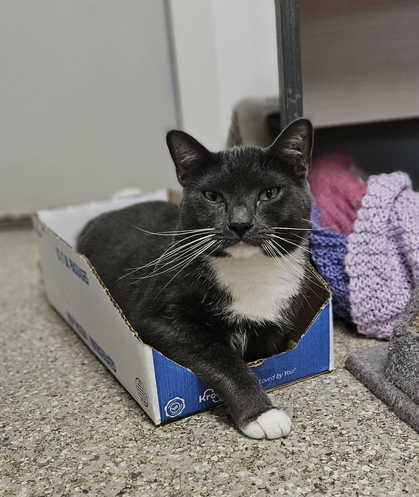 Buster "Ash", a Adoptable Domestic Short Hair in Wapakoneta, OH image 5/5