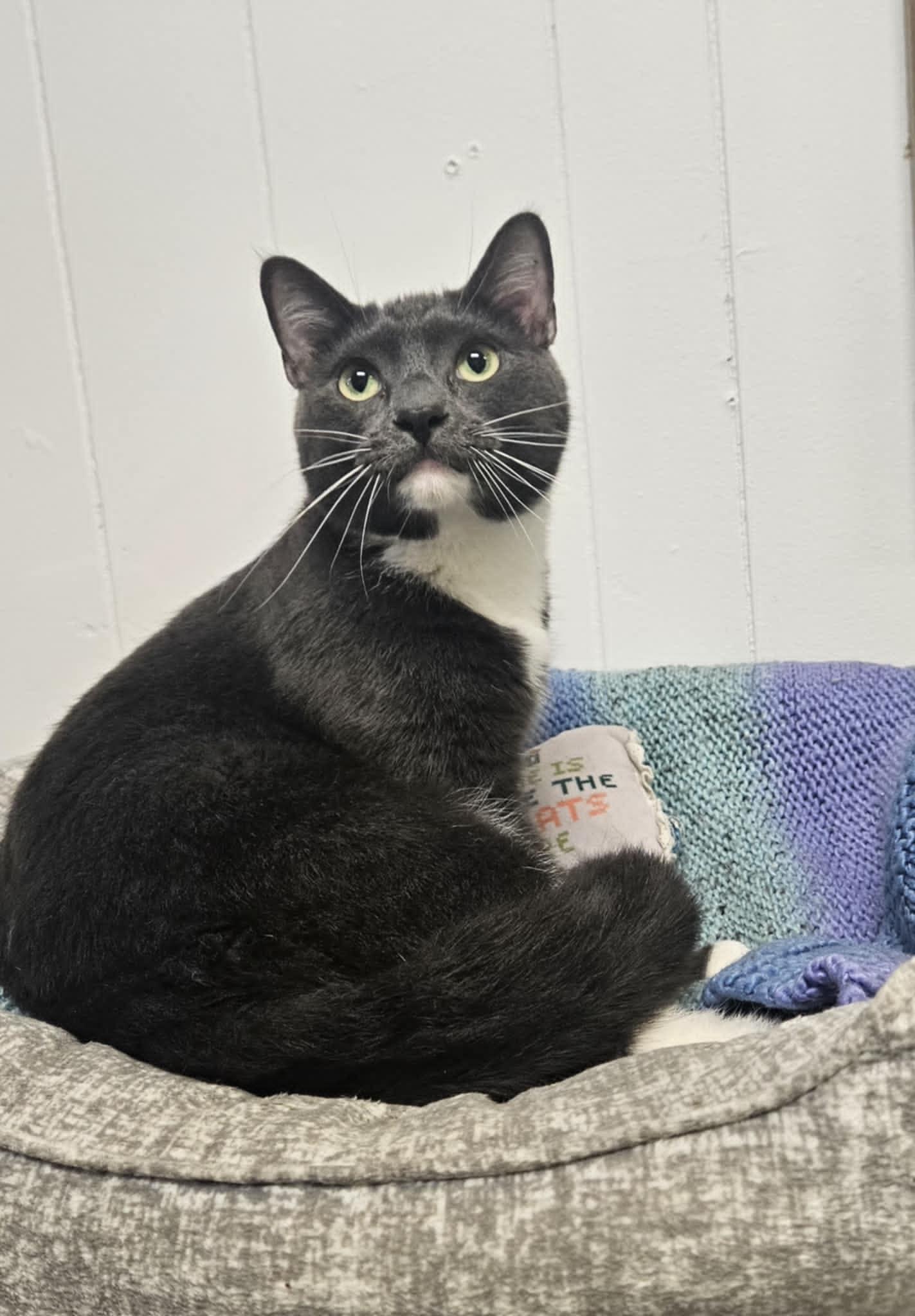 Buster "Ash", a Adoptable Domestic Short Hair in Wapakoneta, OH image 1/2