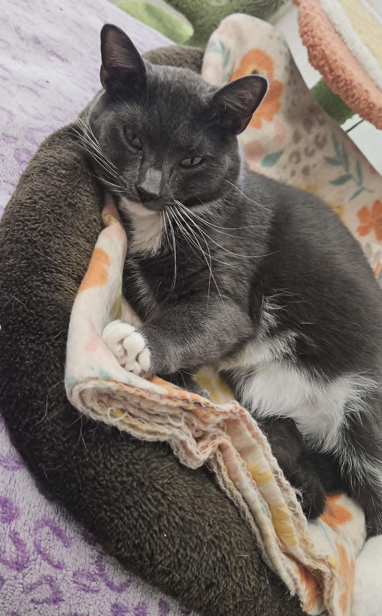 Buster "Ash", a Adoptable Domestic Short Hair in Wapakoneta, OH image 4/4