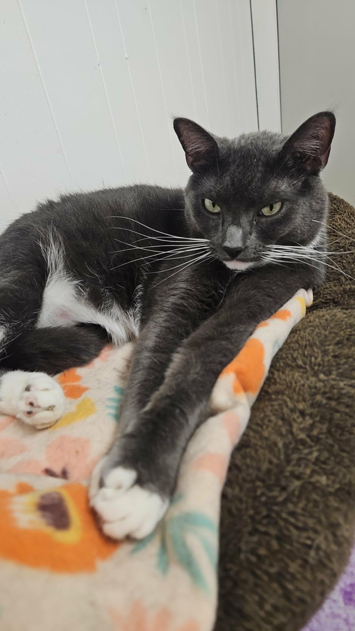 Buster "Ash", a Adoptable Domestic Short Hair in Wapakoneta, OH image 3/4
