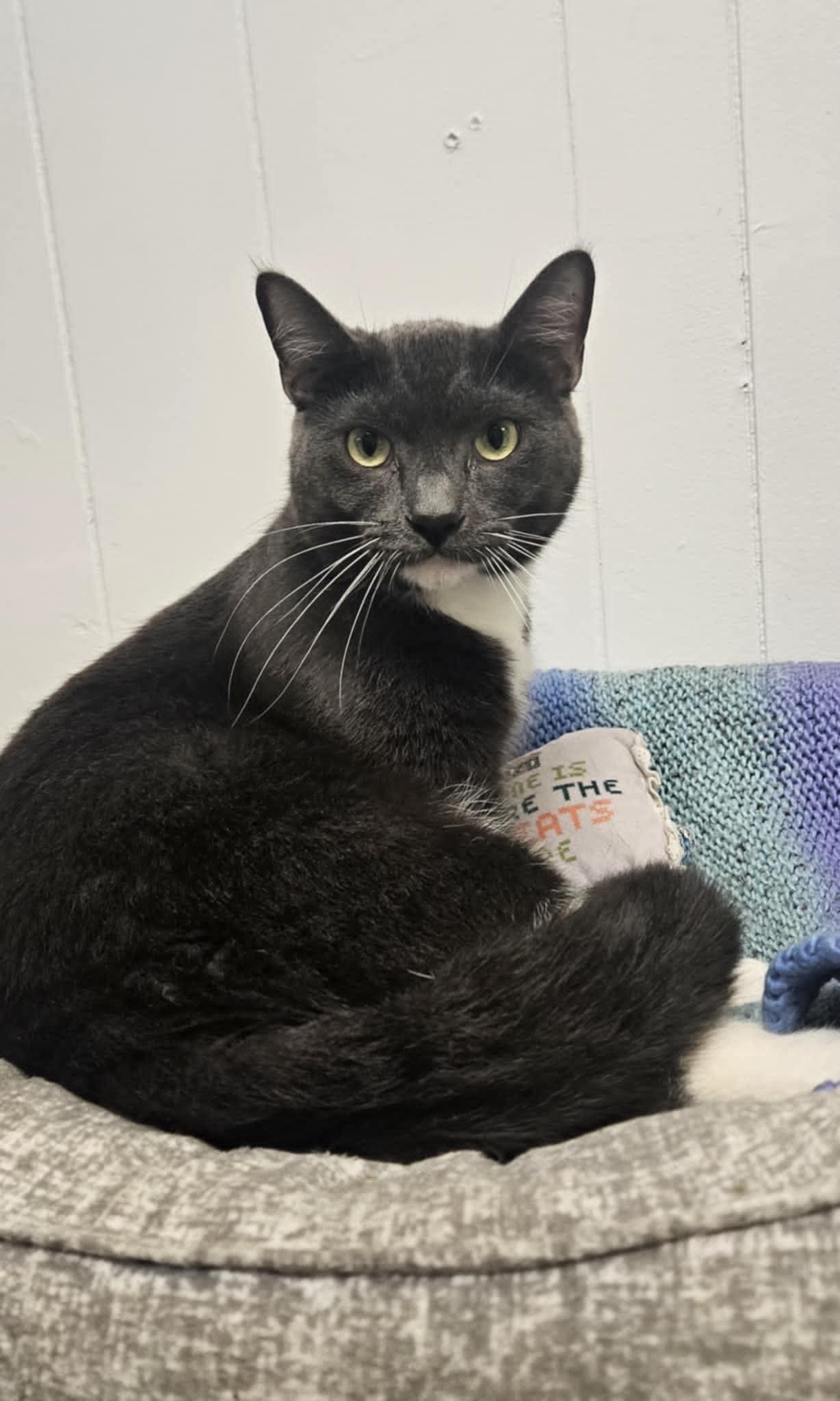 Buster "Ash", a Adoptable Domestic Short Hair in Wapakoneta, OH image 2/2