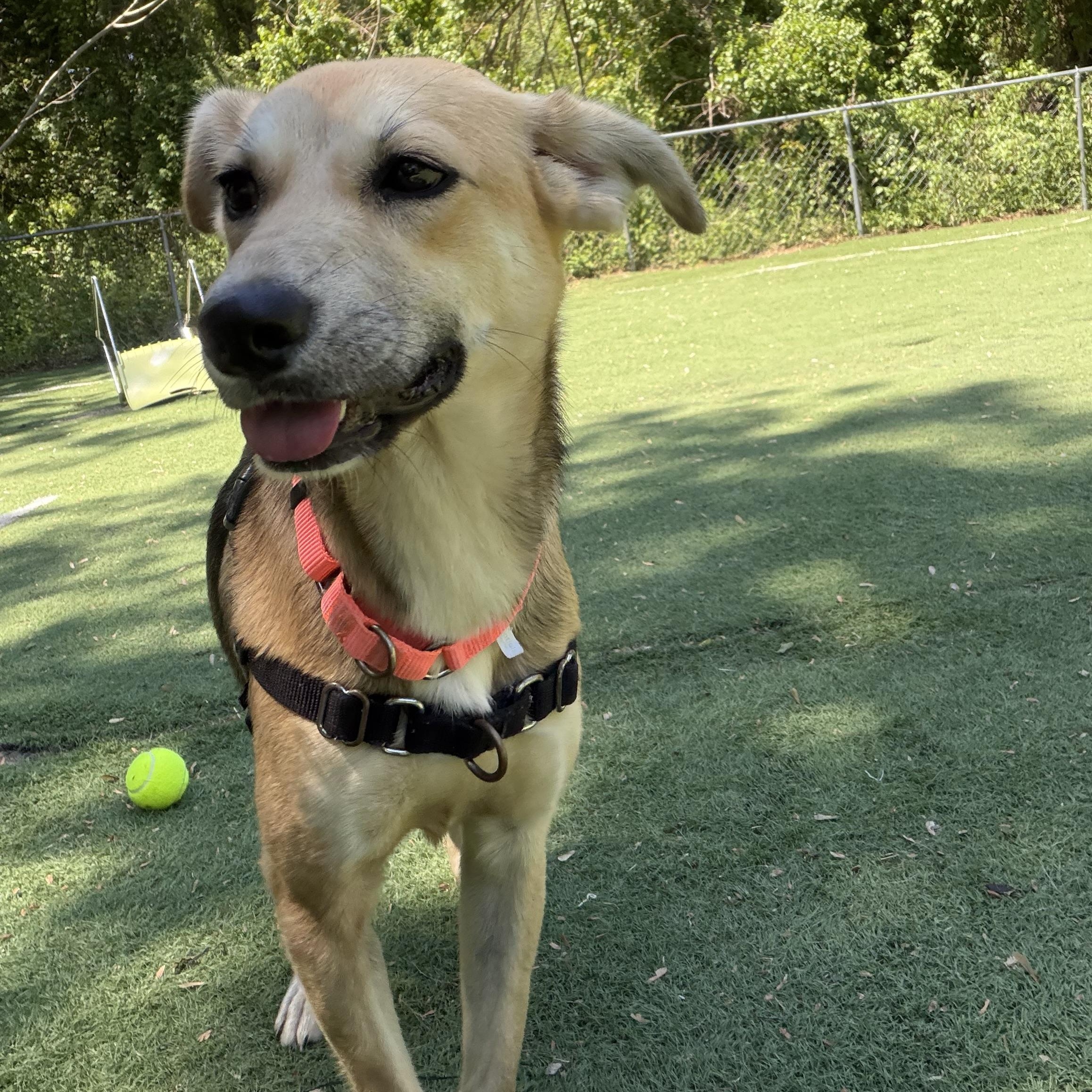 Enlarge Padme, a ADOPTABLE Mixed Breed in Ocean View, NJ image 2/5