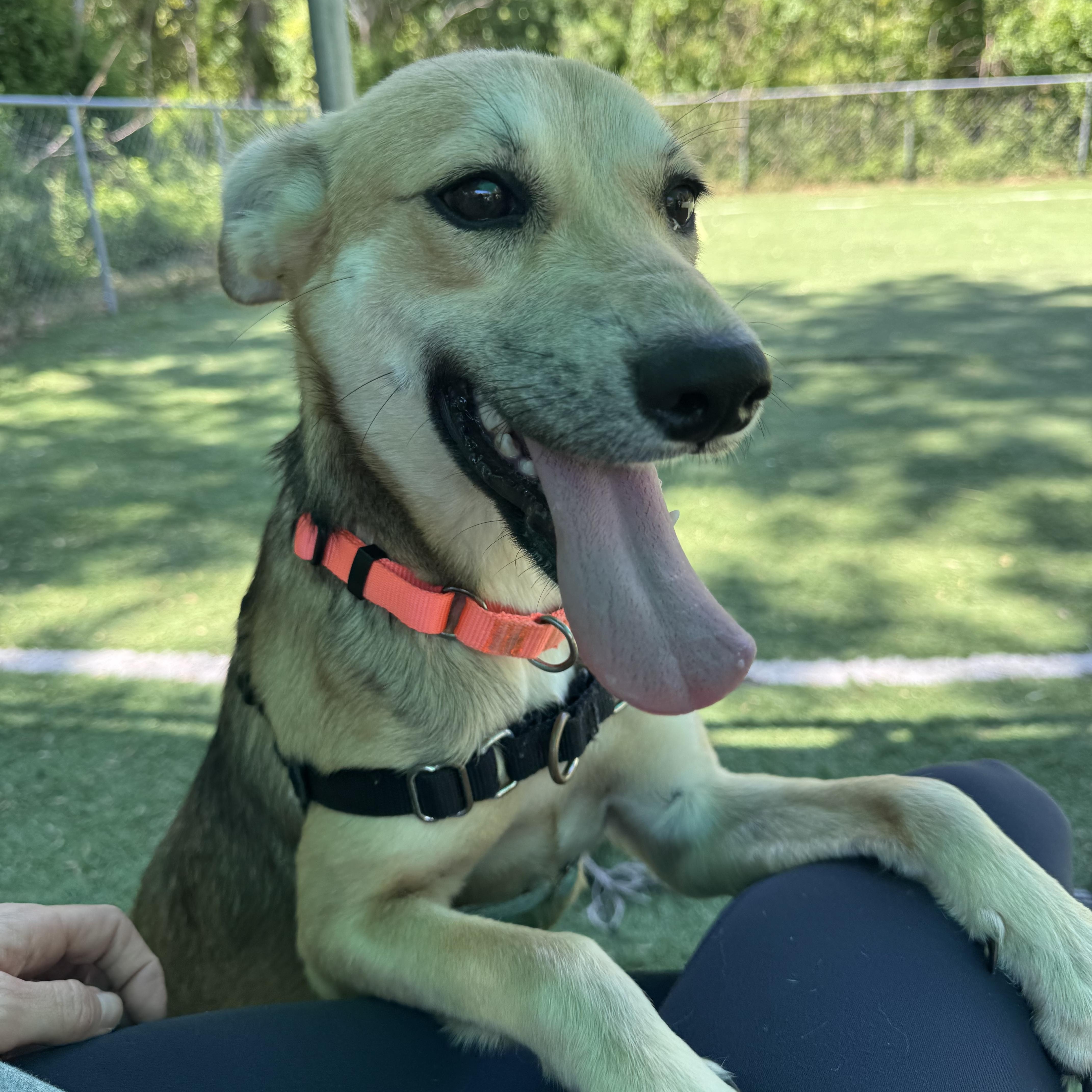 Enlarge Padme, a ADOPTABLE Mixed Breed in Ocean View, NJ image 3/5