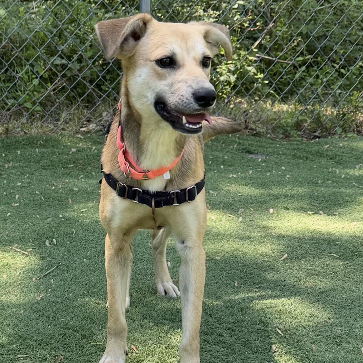 Padme, ADOPTABLE, Puppy Female Mixed Breed.