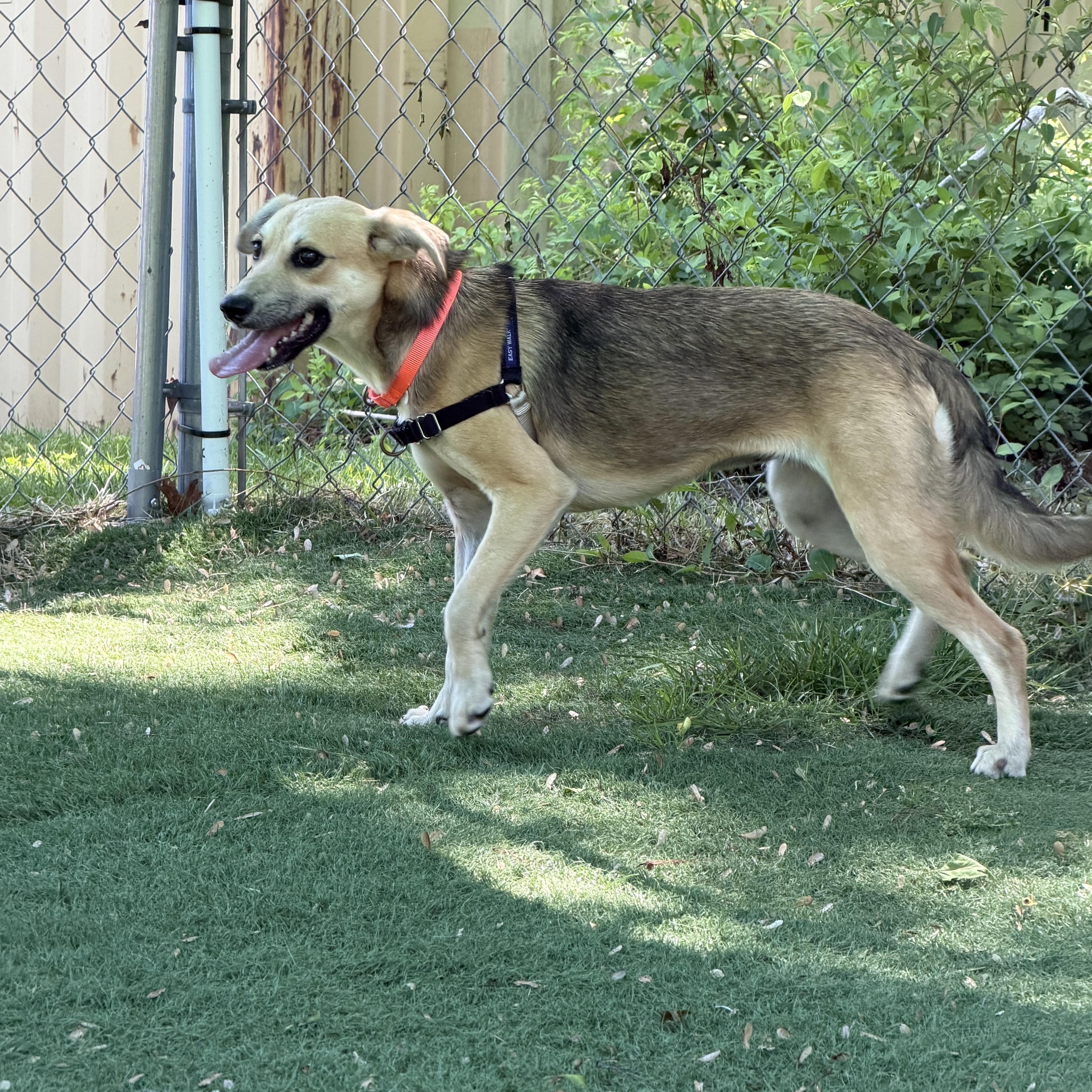 Enlarge Padme, a ADOPTABLE Mixed Breed in Ocean View, NJ image 5/5