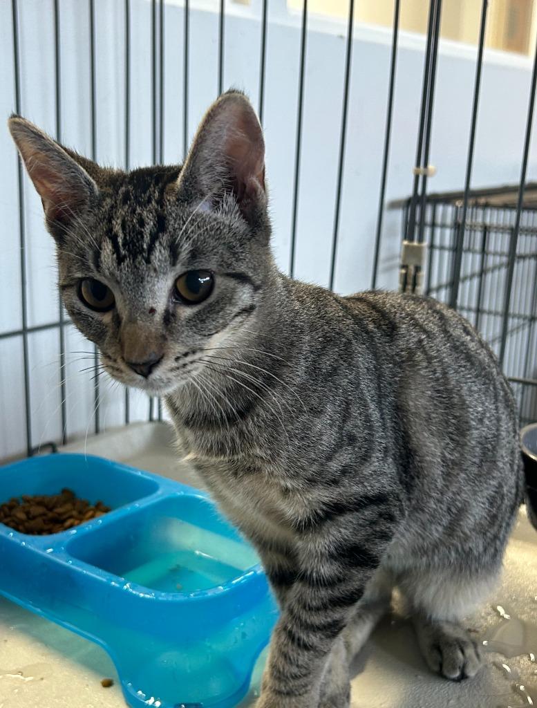 Enlarge Siren, a Adoptable mixed breed in Thousand Oaks, CA image 1/1
