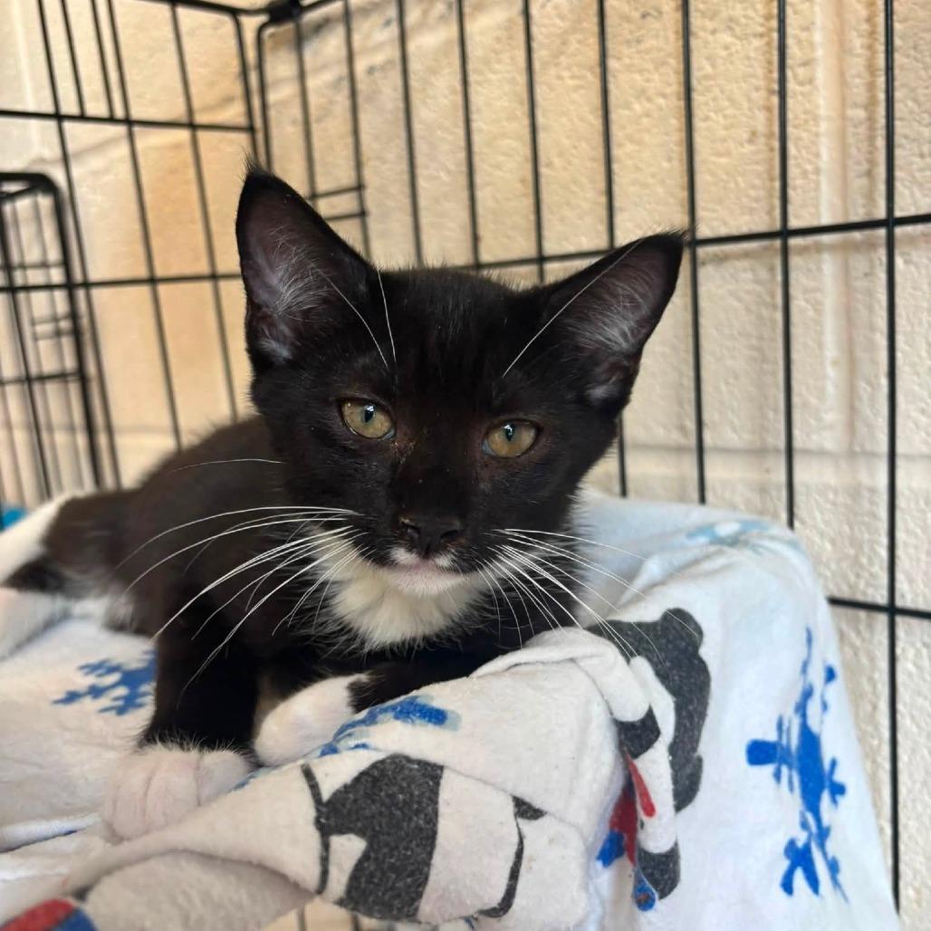 Domino, Adoptable, Kitten Male Domestic Short Hair.