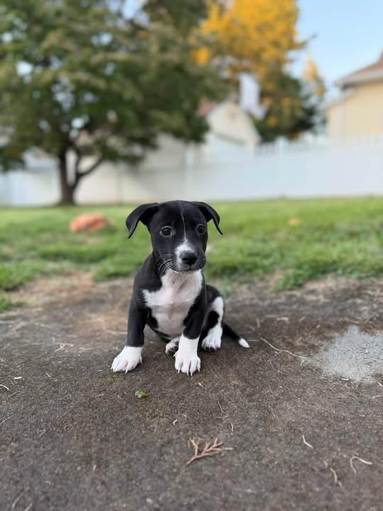 Enlarge Oreo, a Adopted mixed breed in Berlin, NJ image 1/3