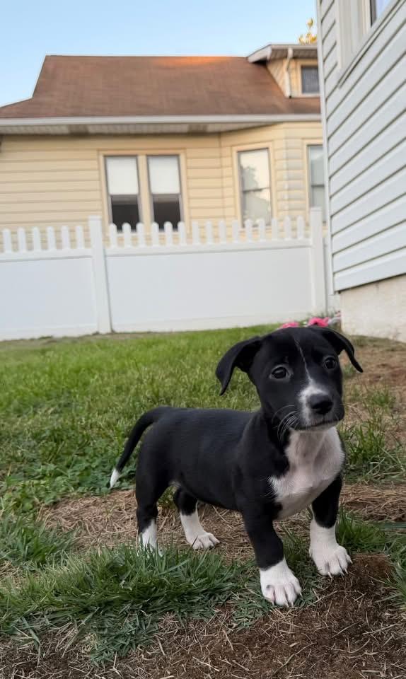 Enlarge Oreo, a Adopted mixed breed in Berlin, NJ image 2/3