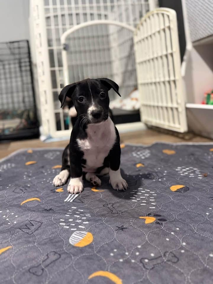 Enlarge Oreo, a Adopted mixed breed in Berlin, NJ image 3/3