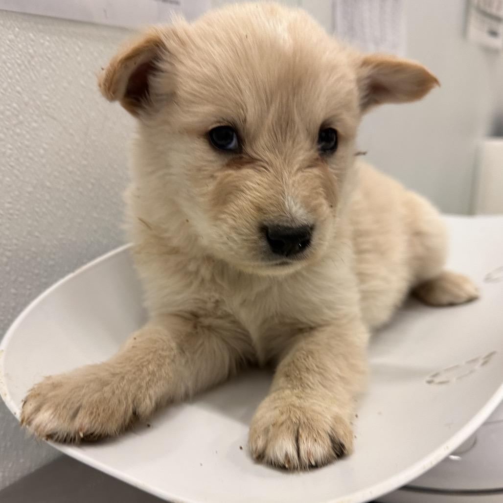 Bluff, Adoptable, Puppy Male Husky.