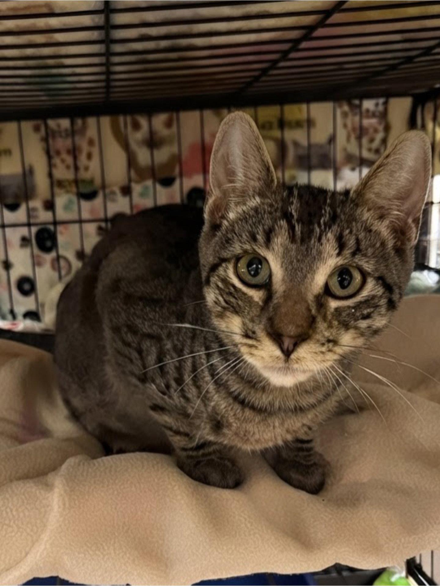 Enlarge Van, a Adoptable Domestic Short Hair in Blasdell, NY image 1/1