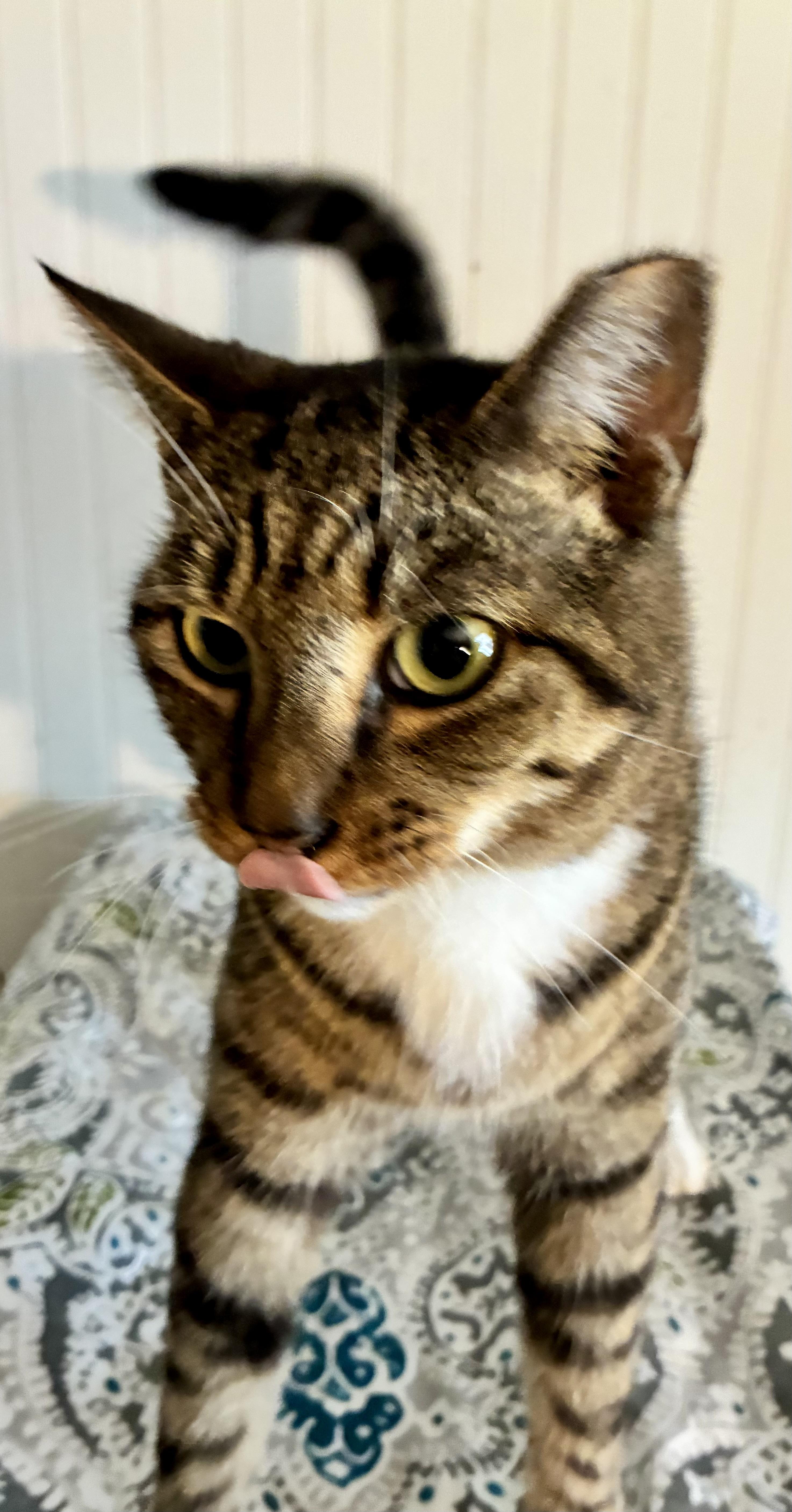 Enlarge Bayou, a Adoptable Domestic Short Hair in Duluth, GA image 1/4